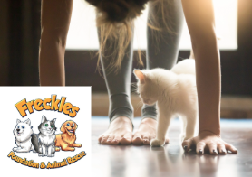 Kitten Yoga