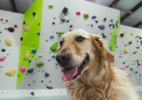 Annual Prepaid Membership